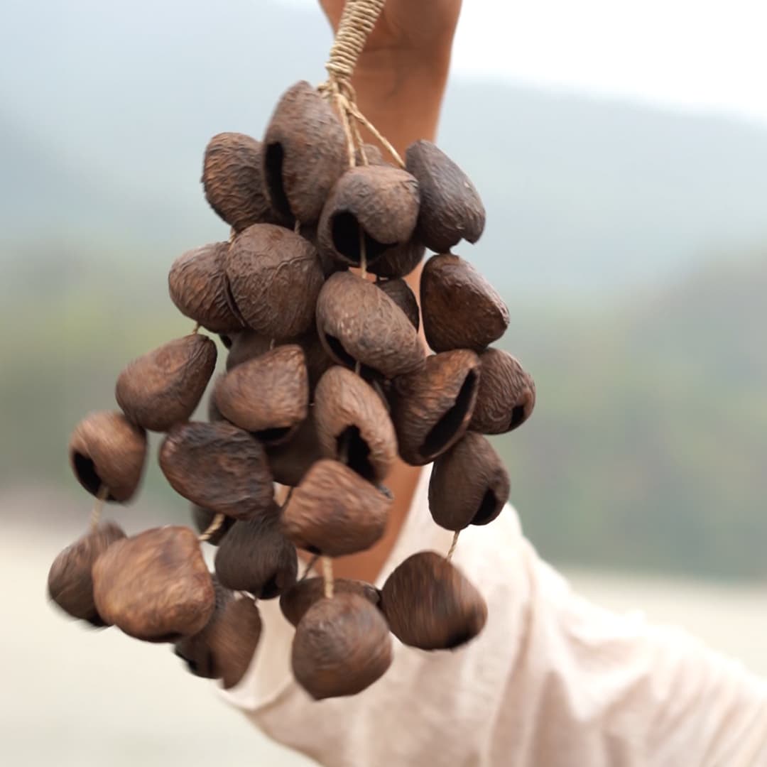 Pangi Seed Shell Rattle