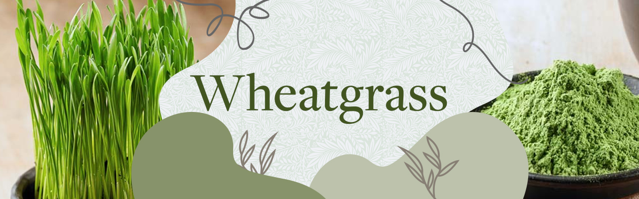 Wheatgrass 