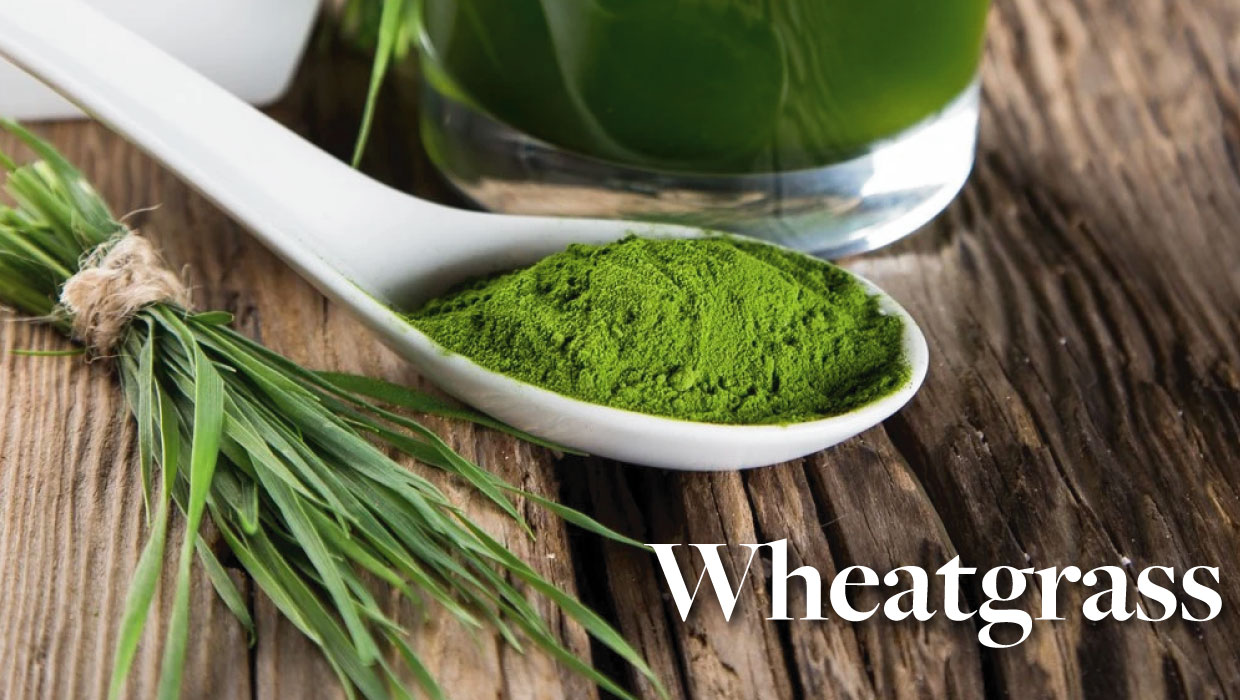 Wheatgrass 